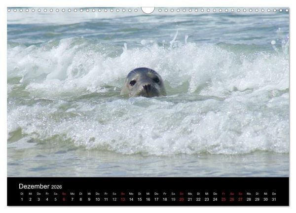 Produktbild: Verspielte Robben (Wandkalender 2026 DIN A3 quer), CALVENDO Monatskalender