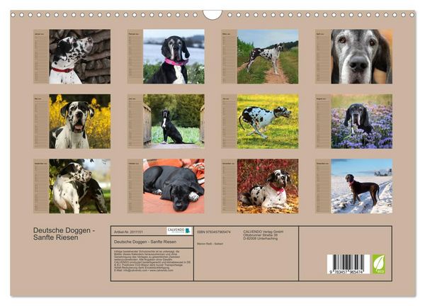 Produktbild: Deutsche Doggen - Sanfte Riesen (Wandkalender 2026 DIN A3 quer), CALVENDO Monatskalender