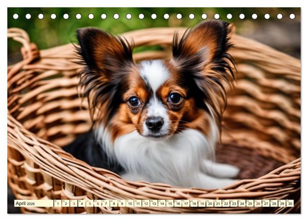 Produktbild: Papillon - bringt jedes Herz zum Schmelzen (Tischkalender 2026 DIN A5 quer), CALVENDO Monatskalender