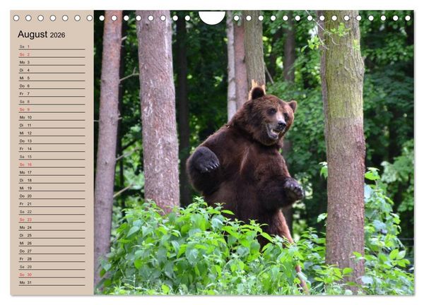 Produktbild: B&auml;ren. Unterwegs mit Meister Petz (Wandkalender 2026 DIN A4 quer), CALVENDO Monatskalender