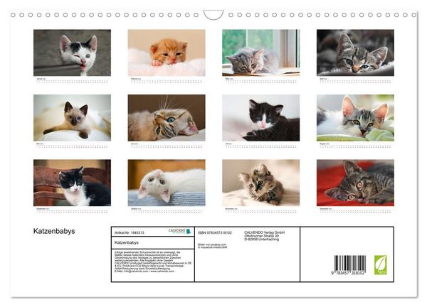 Produktbild: Katzenbabys (Wandkalender 2026 DIN A3 quer), CALVENDO Monatskalender