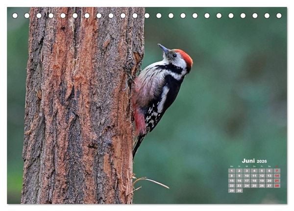 Produktbild: Echte Spechte (Tischkalender 2026 DIN A5 quer), CALVENDO Monatskalender
