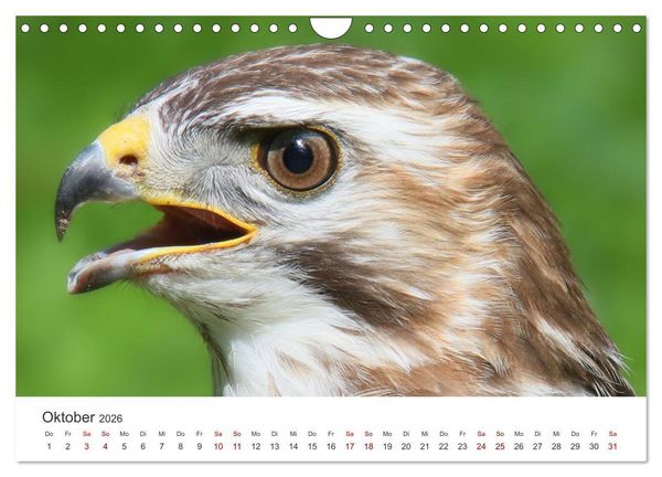 Produktbild: GREIFVOGEL- UND EULENPORTR&Auml;TS (Wandkalender 2026 DIN A4 quer), CALVENDO Monatskalender