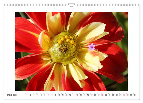 Produktbild: Mes dahlias ador&eacute;s (Calendrier mural 2026 DIN A3 vertical), CALVENDO calendrier mensuel
