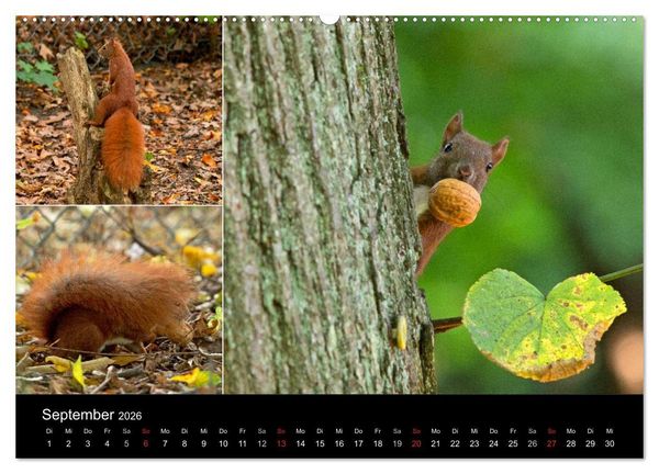 Produktbild: Wilde Eichh&ouml;rnchenwelt! (hochwertiger Premium Wandkalender 2026 DIN A2 quer), Kunstdruck in Hochglanz