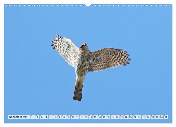 Produktbild: Spitze Krallen und scharfer Blick - Verhalten Sperber (Wandkalender 2026 DIN A2 quer), CALVENDO Monatskalender