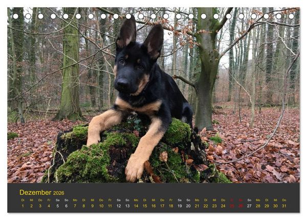 Produktbild: Deutscher Sch&auml;ferhund-Welpe - aus der Ostdeutschen Arbeitslinie (Tischkalender 2026 DIN A5 quer), CALVENDO Monatskalender