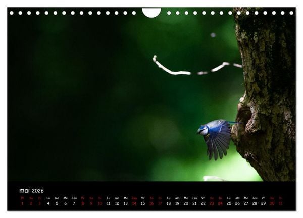Produktbild: La nature pr&egrave;s de chez vous (Calendrier mural 2026 DIN A4 vertical), CALVENDO calendrier mensuel