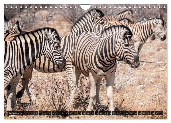 Produktbild: Zwischen Namib und Kalahari (Wandkalender 2026 DIN A4 quer), CALVENDO Monatskalender