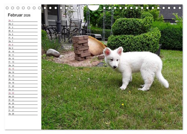 Produktbild: Berger Blanc Suisse - Wei&szlig;er Schweizer Sch&auml;ferhund (Wandkalender 2026 DIN A4 quer), CALVENDO Monatskalender