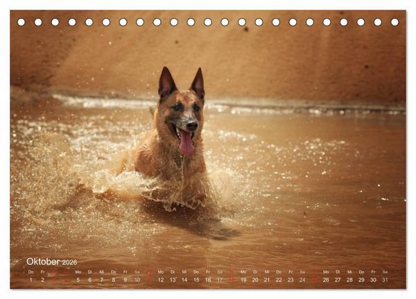 Produktbild: Malinois lieben Wasser (Tischkalender 2026 DIN A5 quer), CALVENDO Monatskalender