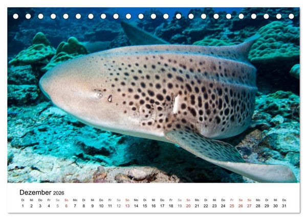 Produktbild: Highlights aus dem Meer - Tauchkalender (Tischkalender 2026 DIN A5 quer), CALVENDO Monatskalender