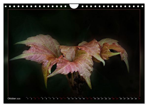 Produktbild: Blattkunstwerke (Wandkalender 2026 DIN A4 quer), CALVENDO Monatskalender