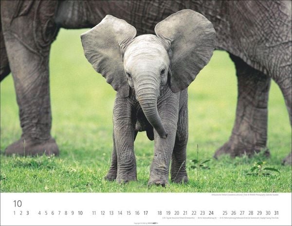 Produktbild: Elefantenbabys Kalender 2027