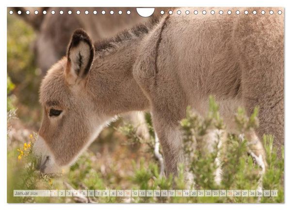 Produktbild: Zauberhafte Esel (Wandkalender 2026 DIN A4 quer), CALVENDO Monatskalender