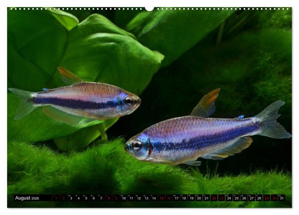 Produktbild: Beliebte Fische der Welt (Wandkalender 2026 DIN A2 quer), CALVENDO Monatskalender