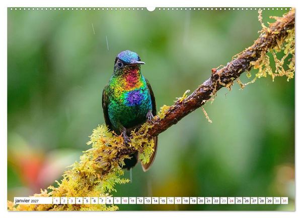 Produktbild: Colibris - pierres pr&eacute;cieuses volantes (Calendrier mural haut de gamme 2027 DIN A2 vertical), CALVENDO calendrier mensuel