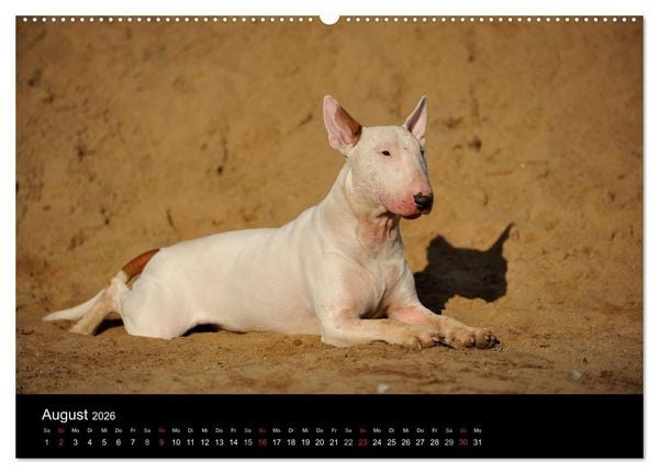 Produktbild: Bullterrier 2026 - Kleine Clowns mit gro&szlig;em Herz (hochwertiger Premium Wandkalender 2026 DIN A2 quer), Kunstdruck in Hochglanz