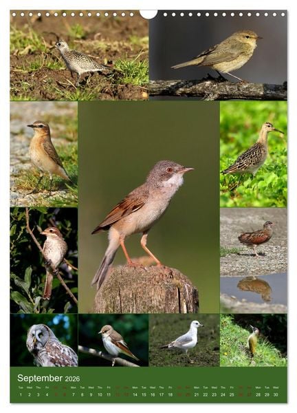 Produktbild: 78 Birds (Wall Calendar 2026 DIN A3 portrait), CALVENDO 12 Month Wall Calendar
