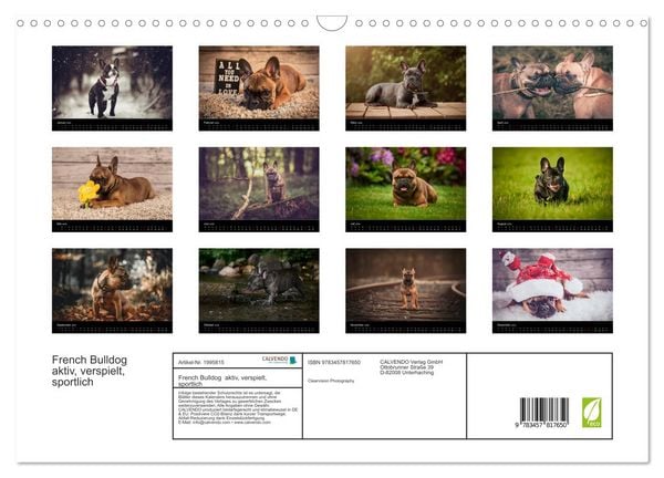 Produktbild: French Bulldog aktiv, verspielt, sportlich (Wandkalender 2026 DIN A3 quer), CALVENDO Monatskalender