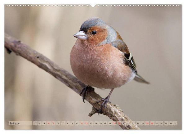 Produktbild: Steckbriefe einheimischer V&ouml;gel (hochwertiger Premium Wandkalender 2026 DIN A2 quer), Kunstdruck in Hochglanz
