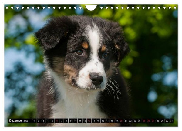 Produktbild: Bekannt wie ein bunter Hund. Australian Shepherd (Wandkalender 2026 DIN A4 quer), CALVENDO Monatskalender