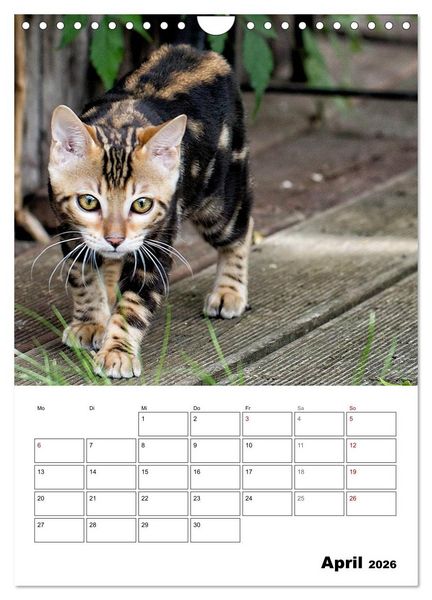 Produktbild: Bengalen - verschmust und abenteuerlustig (Wandkalender 2026 DIN A4 hoch), CALVENDO Monatskalender