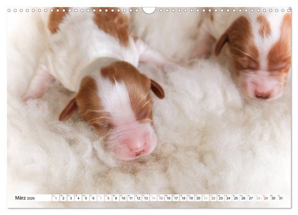Produktbild: Irish Red and White Setter Welpen (Wandkalender 2026 DIN A3 quer), CALVENDO Monatskalender