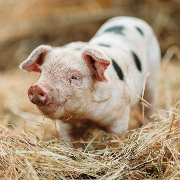 Produktbild: Piggies/Schweinchen 2024
