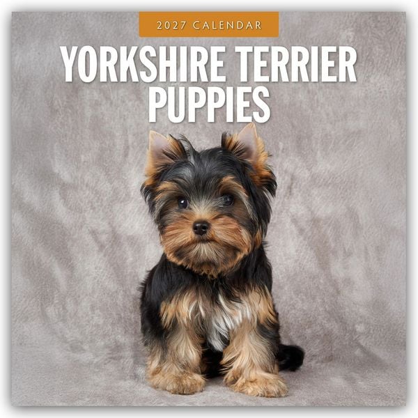 Produktbild: Yorkshire Terrier Puppies &ndash; Yorkshire Terrier Hundewelpen 2027 &ndash; 16-Monatskalender