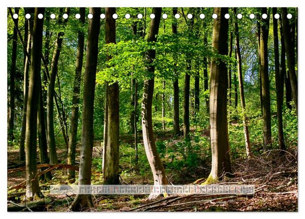 Produktbild: Wald im Bergischen Land 2026 (Tischkalender 2026 DIN A5 quer), CALVENDO Monatskalender