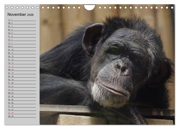 Produktbild: Schimpansen (Wandkalender 2026 DIN A4 quer), CALVENDO Monatskalender
