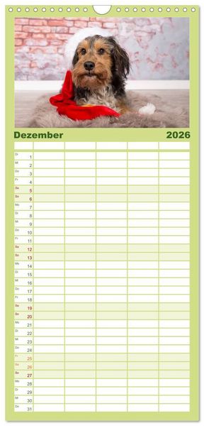 Produktbild: Familienplaner 2026 - DACKEL... wissen was sie wollen... (und was nicht...) mit 5 Spalten (Wandkalender, 21 x 45 cm) CALVENDO
