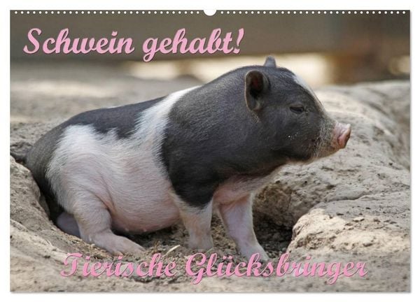 Produktbild: Schwein gehabt! (Wandkalender 2027 DIN A2 quer), CALVENDO Monatskalender