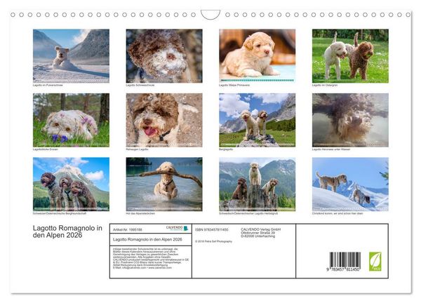 Produktbild: Lagotto Romagnolo in den Alpen 2026 (Wandkalender 2026 DIN A3 quer), CALVENDO Monatskalender