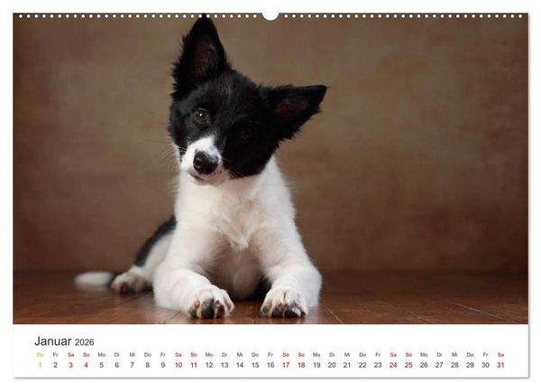 Produktbild: Welpenblicke (hochwertiger Premium Wandkalender 2026 DIN A2 quer), Kunstdruck in Hochglanz