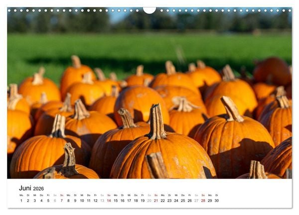 Produktbild: K&Uuml;RBIS KALENDER - Die sch&ouml;nsten K&uuml;rbisse des Jahres (Wandkalender 2026 DIN A3 quer), CALVENDO Monatskalender