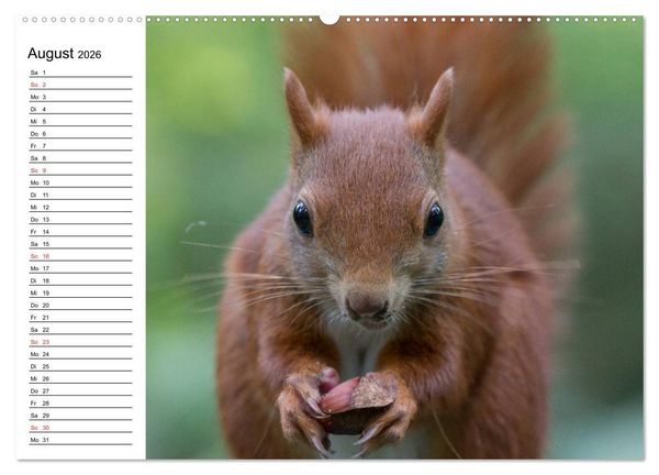 Produktbild: Guck mal, ein Eichh&ouml;rnchen! (hochwertiger Premium Wandkalender 2026 DIN A2 quer), Kunstdruck in Hochglanz