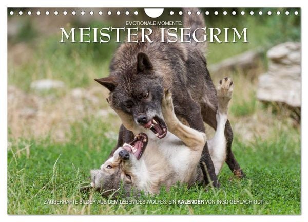 Produktbild: Meister Isegrim (Wandkalender 2026 DIN A4 quer), CALVENDO Monatskalender