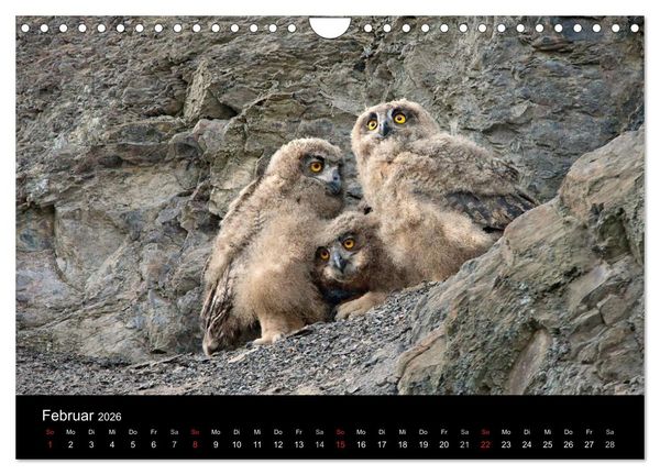 Produktbild: Uhu - K&ouml;nig der Nacht (Wandkalender 2026 DIN A4 quer), CALVENDO Monatskalender