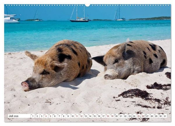 Produktbild: Schweine im Dauerurlaub auf den Bahamas! (hochwertiger Premium Wandkalender 2026 DIN A2 quer), Kunstdruck in Hochglanz