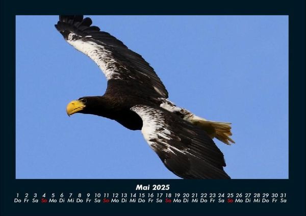 Produktbild: V&ouml;gel 2025 Fotokalender DIN A4