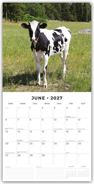 Produktbild: Cows &ndash; K&uuml;he 2027 &ndash; 16-Monatskalender