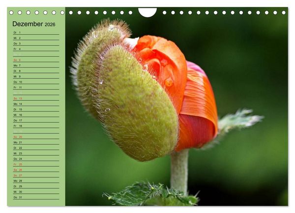 Produktbild: Mohnblumen Tr&auml;ume (Wandkalender 2026 DIN A4 quer), CALVENDO Monatskalender