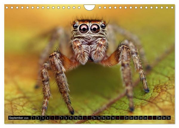 Produktbild: Jumping Spiders (Wall Calendar 2026 DIN A4 landscape), CALVENDO 12 Month Wall Calendar