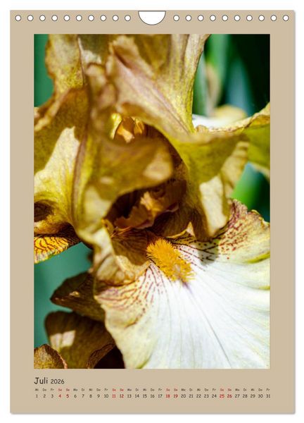 Produktbild: Zauberhafte Iris (Wandkalender 2026 DIN A4 hoch), CALVENDO Monatskalender