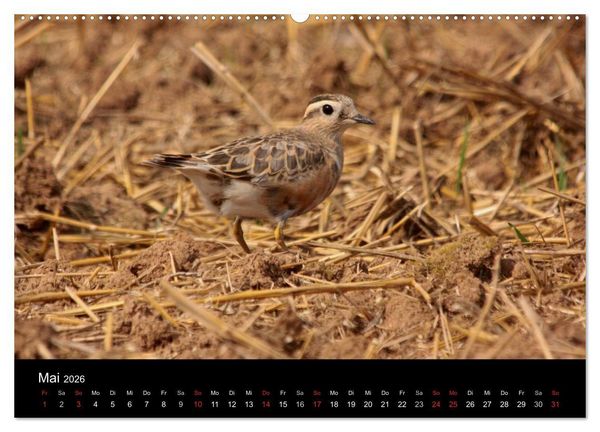 Produktbild: Limikolen Watv&ouml;gel auf dem Zug (hochwertiger Premium Wandkalender 2026 DIN A2 quer), Kunstdruck in Hochglanz