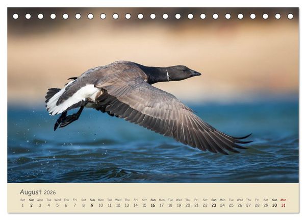 Produktbild: Wild encounters &ndash; Moments in the heart of nature (Desk Calendar 2026 DIN A5 landscape), CALVENDO 12 Month DeskCalendar