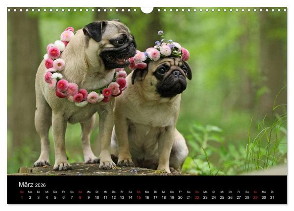Produktbild: Der MOPS-Kalender (Wandkalender 2026 DIN A3 quer), CALVENDO Monatskalender