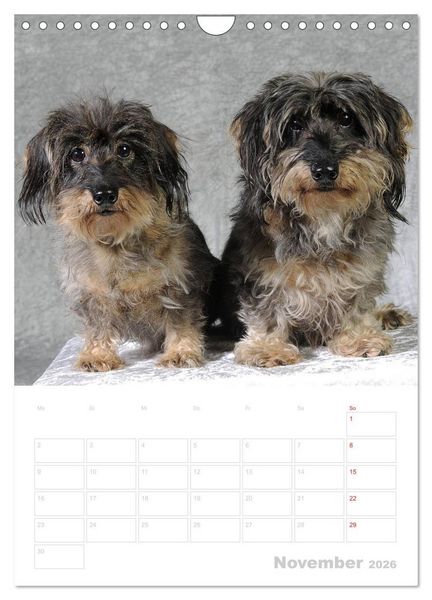 Produktbild: Der Dackel - mein kleiner Freund (Wandkalender 2026 DIN A4 hoch), CALVENDO Monatskalender
